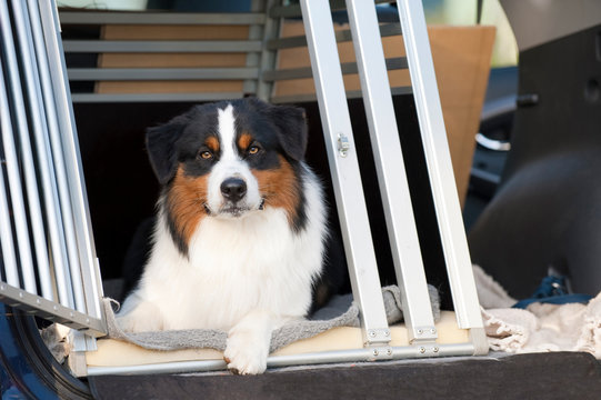 Hundebox bilder – Bla gjennom 64 arkivbilder, vektorer og videoer | Adobe  Stock