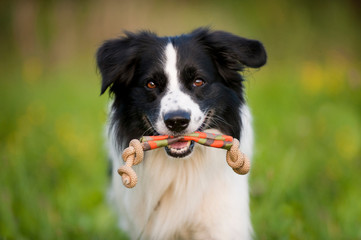 Mischlingshund mit Spielzeug im Maul