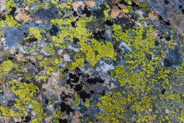 Flechtenstruktur am Fels