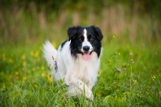 Border Collie Mischling in einer Blumenwiese