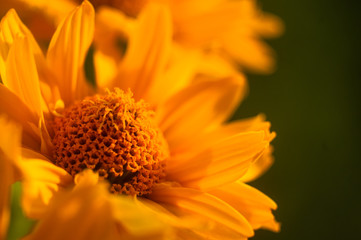 bouquet of bright yellow flowers Heliopsis helianthoides
