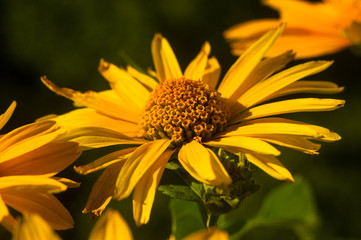 bouquet of bright yellow flowers Heliopsis helianthoides