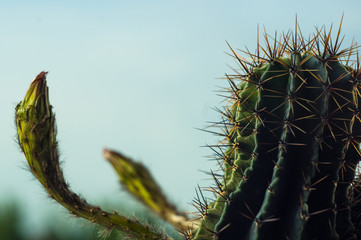 Cactus echinopsis tubiflora