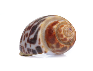 spotted babylon isolated on white background