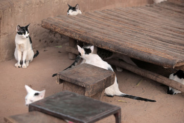 beautiful skinny black and white group of cats stands  and sits  on a sandy soil by wooden handmade furniture, outdoors on a sunny summer day