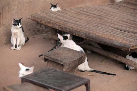 beautiful skinny black and white group of cats stands  and sits  on a sandy soil by wooden handmade furniture, outdoors on a sunny summer day