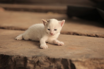 close up of beautiful skinny white kitten lies down on a wooden handmade bench 