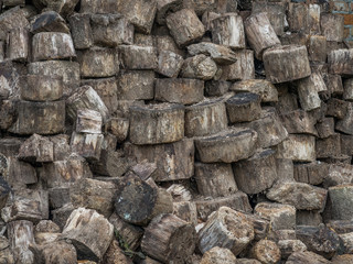 Fototapeta premium Background. Texture. Round, cuted trunks