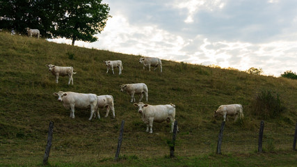 Fototapeta premium vache laitière
