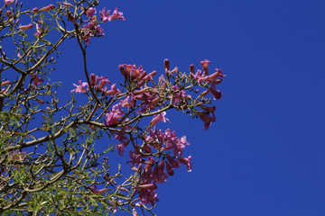 Flores de árvore 