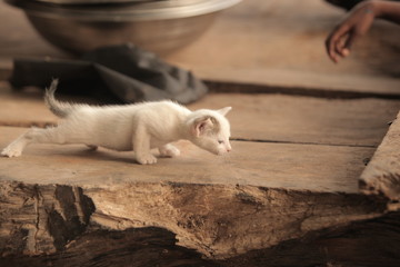 beautiful skinny white kitten standing on a wooden handmade bench with black girls hand 