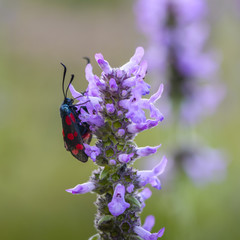 Two butterflies sit on flower