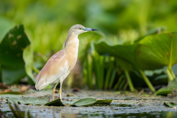 Squacco heron in natural habitat