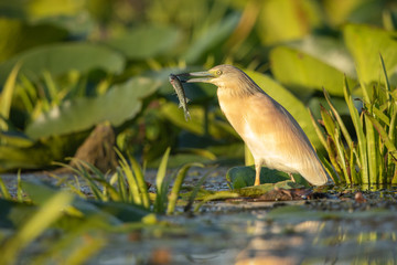 Squacco heron in natural habitat