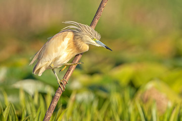 Squacco heron in natural habitat