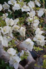 Close-up of white flowers