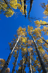 Looking straight up at Quaking Aspens (Populus tremuloides) changing color in the Fall, Flagstaff, Arizona