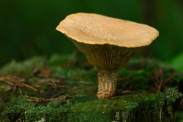 mushroom on a stump