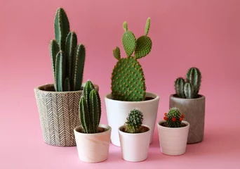 Foto op Plexiglas Cactus Verschillende cactusplanten in cement en witte potten geïsoleerd op een kleurrijke, pastelroze achtergrond.