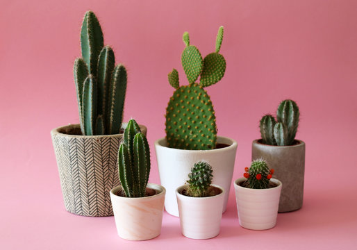 Several cactus plants in cement and white pots isolated on colorful, pastel pink background.