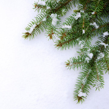 Christmas tree on white background. Square view © Ramilon Stockphoto