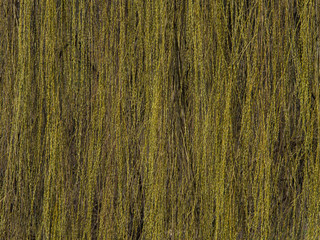 Background, texture. pliant branches of willow