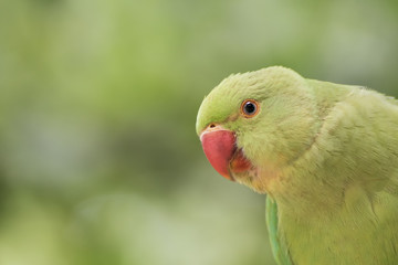 Green parrot portrait 