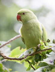 Green parrot on a branch 