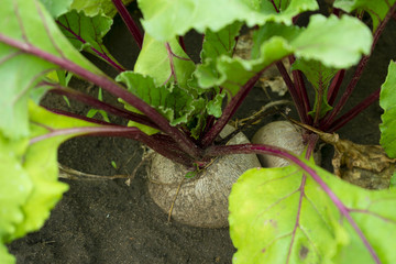 red beet growing on the garden in summer, new crop on the farm