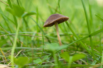 poisonous mushroom, pale toadstool in green grass, close-up