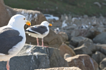 Sea Gulls, Morro Rock
