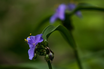 Blue Spiderwort Wildflower close-up