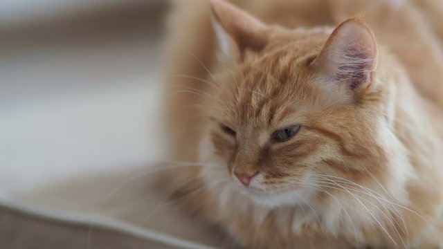 Close up footage of dozing cute ginger cat. Fluffy pet is going to sleep. Cozy home background.