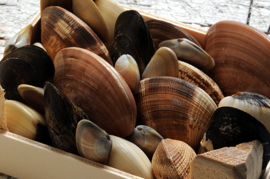 Frutti di mare Schalentier Marisco بكلويز Fruit de mer Fruto do mar Shellfish حلزون صدف&zwnj;دار Kerang-kerangan Marisc Động vật c&oacute; vỏ 