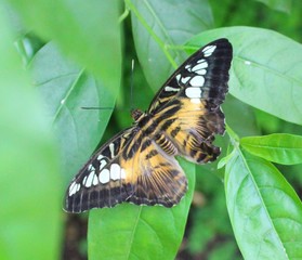papillon marron et blanc dans leur serre en Vendée