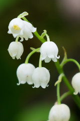 Lily of the valley wildflower close-up