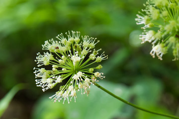 White flowering globe-like flower close-up