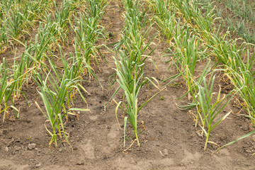 Green garlic sprouts growing in field