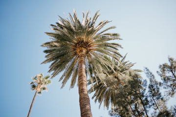 Palm trees with blue sky on the background 
