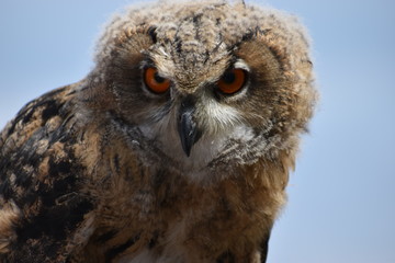 Portrait of an Eurasian Eagle Owl with orange eyes and a light blue background