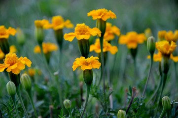 Bright marigolds in the garden close-up.