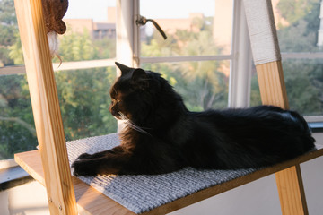Sitting high cat surveys view