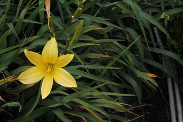 flor amarilla