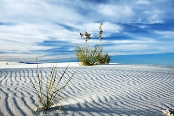 Foto op Plexiglas Yucca in het witte zand bij White Sands National Monument, New Mexico © JACoulter