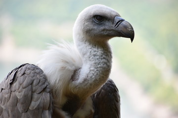 Portrait of a beautiful vulture with a blue background in a park in Germany