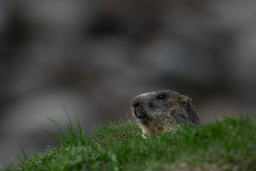 marmot in the grass