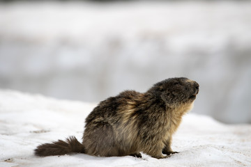 marmot in the snow