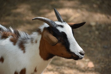 Closeup of a colorful goat in a park in Germany