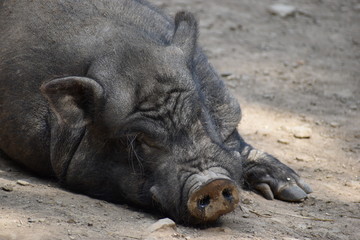 Closeup of a brown sleeping big pig in a park in Germany