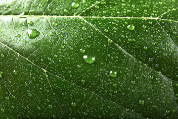 Beautiful green leaf with water drops, closeup